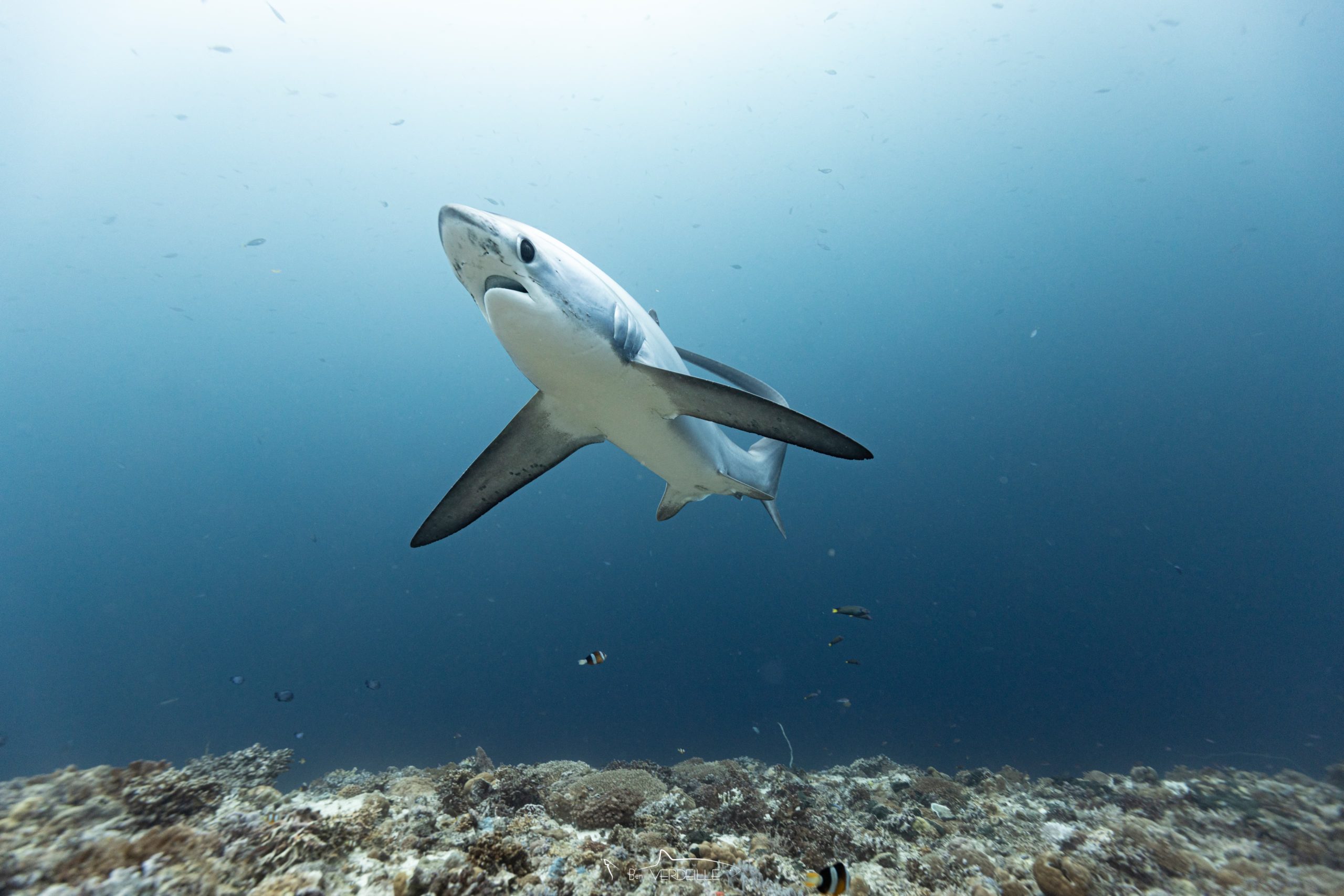 Monad Shoal dive site