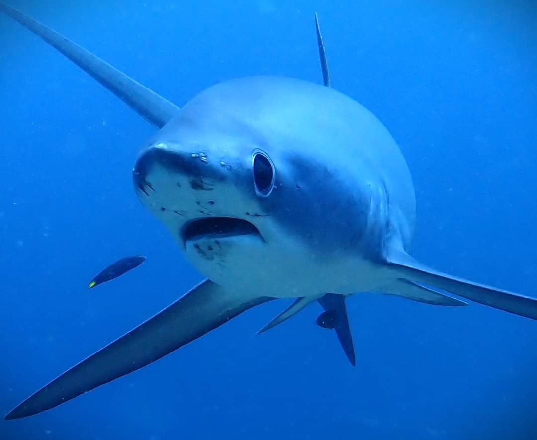 Slams Garden Dive Resort gallery photo 18