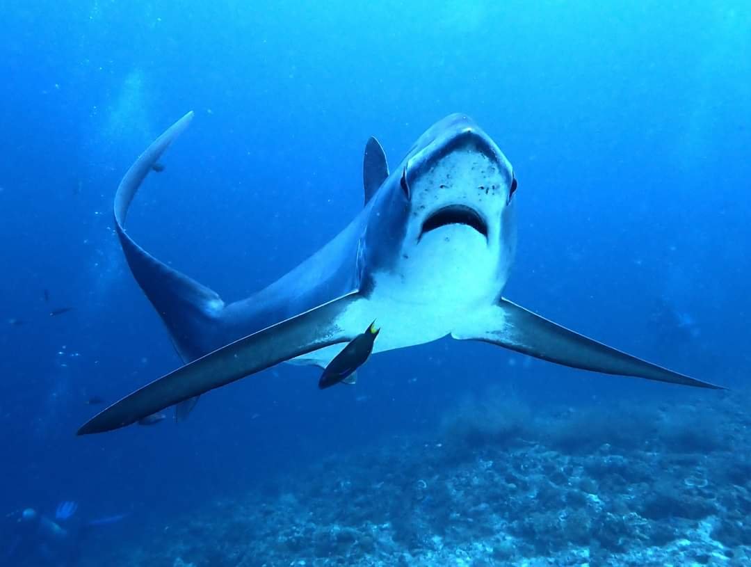 Slams Garden Dive Resort gallery photo 18