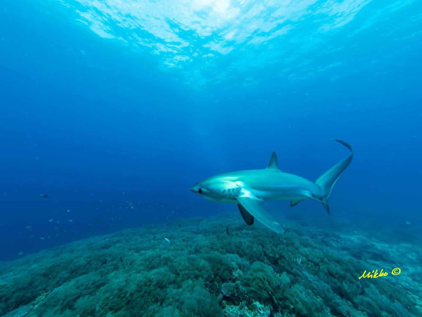 Slams Garden Dive Resort gallery photo 18