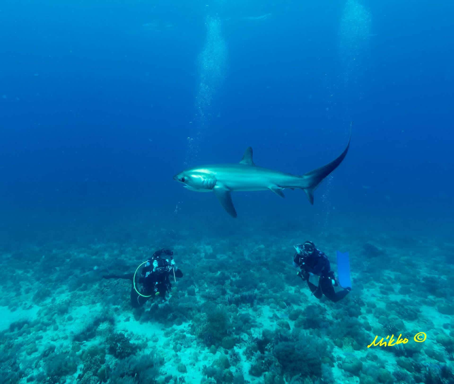Slams Garden Dive Resort gallery photo 18